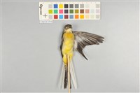 藏品(灰鶺鴒)的圖片